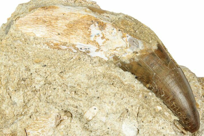 Primitive Whale (Basilosaurid) Tooth & Jaw Section- Morocco #331095